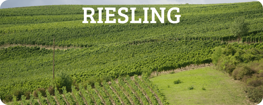 Riesling vino bianco in vendita - Enoteca Spinaci