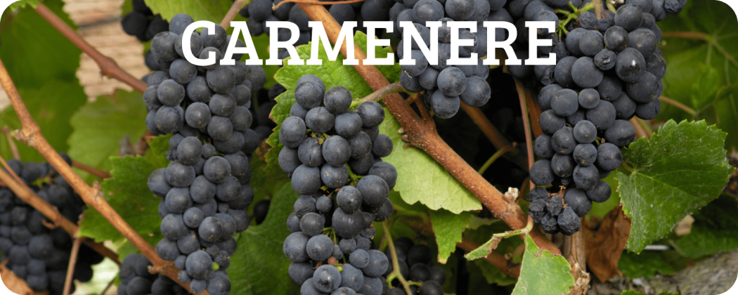 Carmenere vino rosso in vendita - Enoteca Spinaci