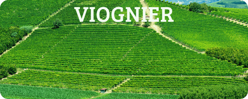 Viognier vino bianco in vendita - Enoteca Spinaci