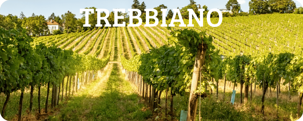 Trebbiano vino bianco in vendita - Enoteca Spinaci