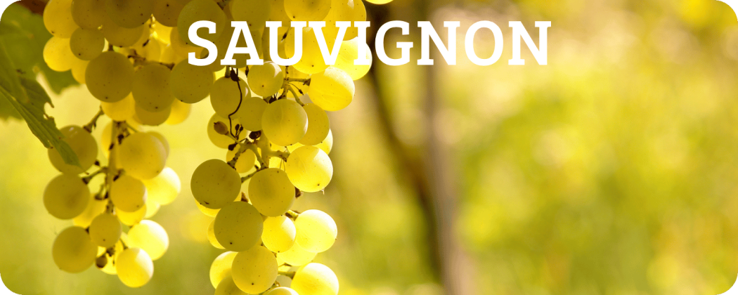 Sauvignon vino bianco in vendita - Enoteca Spinaci