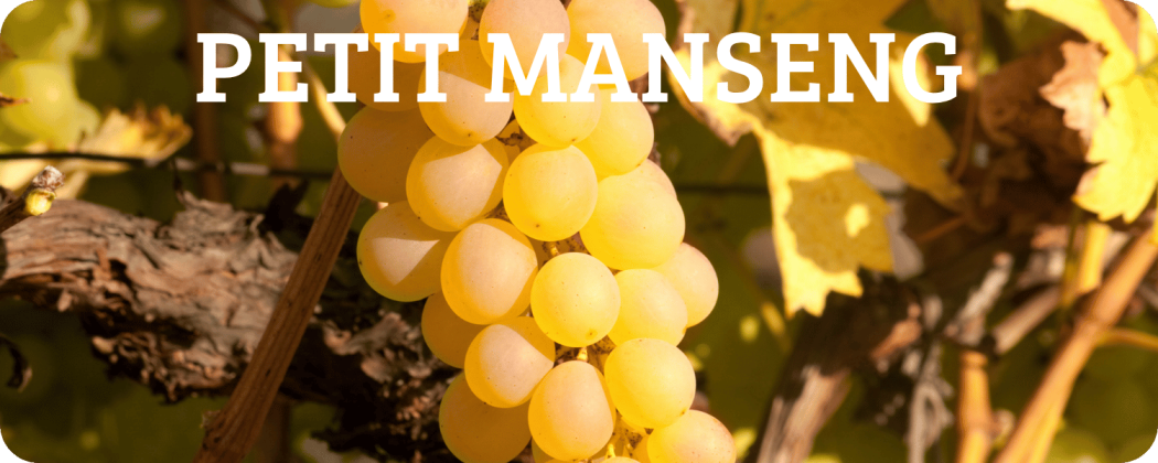 Petit Manseng vino bianco in vendita - Enoteca Spinaci