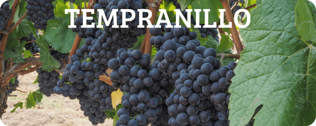 Tempranillo vino rosso in vendita - Enoteca Spinaci