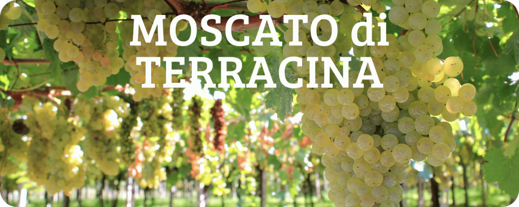 Moscato di Terracina vino in vendita - Enoteca Spinaci