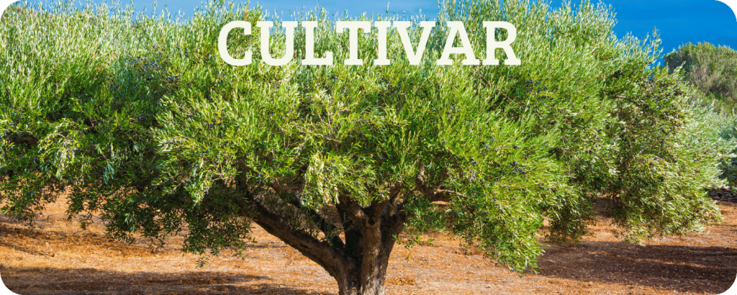 Cultivar dell'Olio Extravergine - Enoteca Spinaci