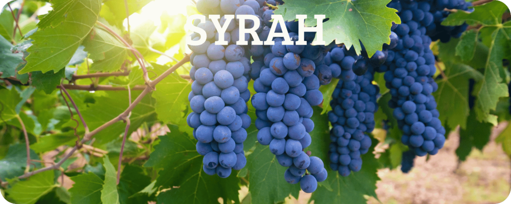 Syrah vino rosso in vendita - Enoteca Spinaci
