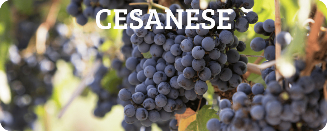 Cesanese vino rosso in vendita - Enoteca Spinaci