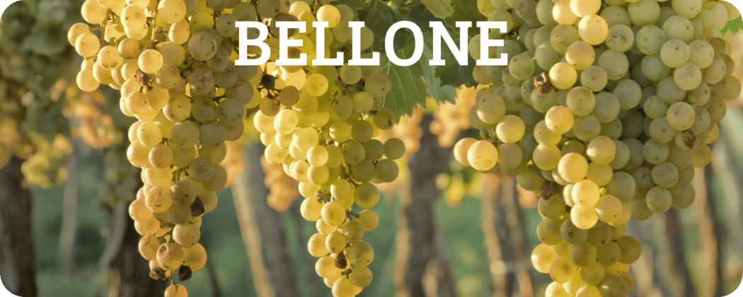 Bellone vino bianco in vendita - Enoteca Spinaci