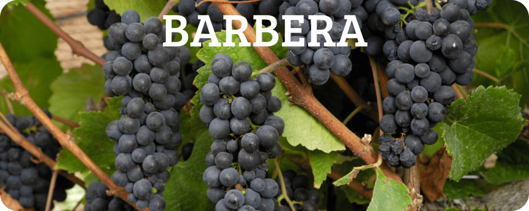 Barbera vino in vendita - Enoteca Spinaci