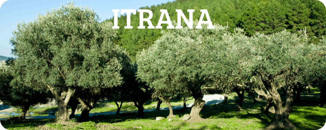 Cultivar Itrana olio evo in vendita - Enoteca Spinaci