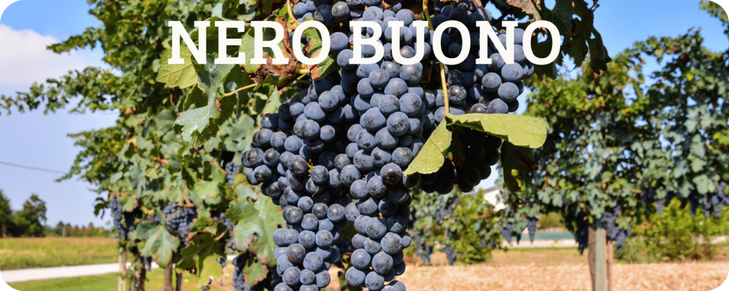 Nero buono vino rosso in vendita - Enoteca Spinaci