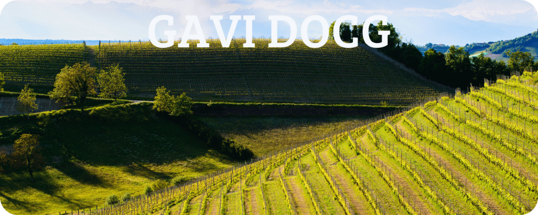 Gavi vino DOCG in vendita - Enoteca Spinaci